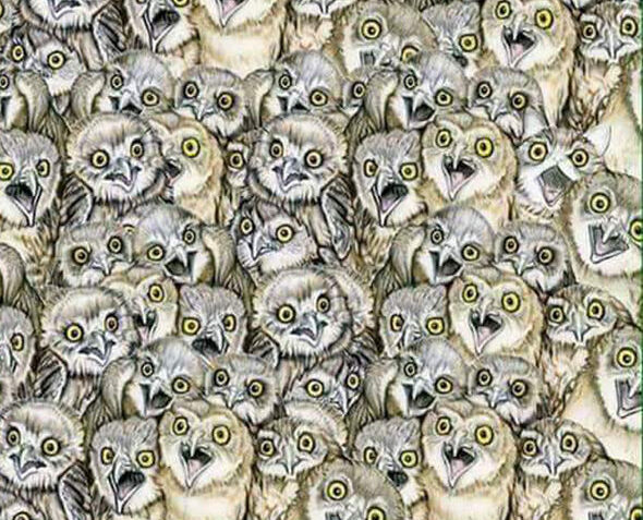 Verifica visiva: Riesci a scovare il gatto o vedi solamente gufi? Che sforzo