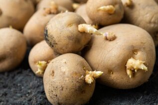 Patate germogliate: buone da mangiare o no? Risponde un nutrizionista