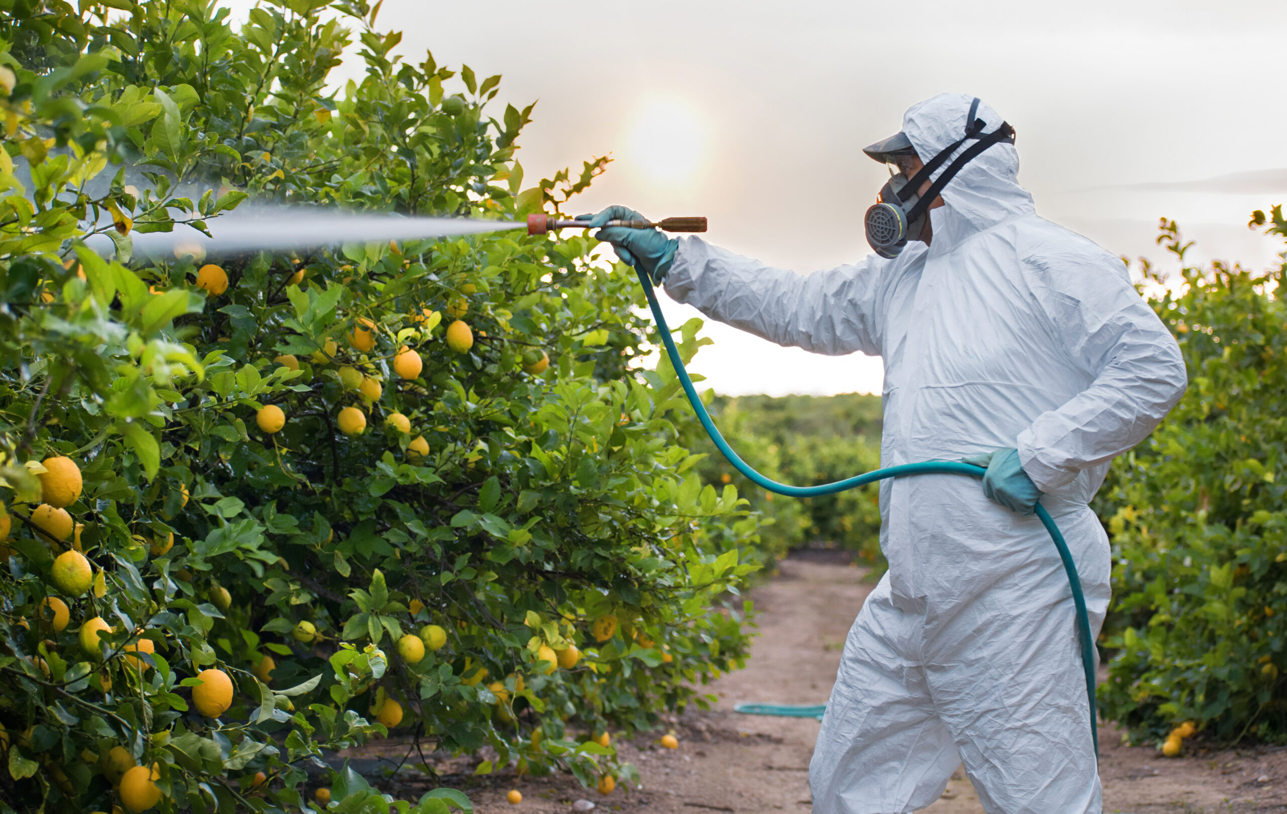 Il monito di Legambiente: necessario un taglio sull'utilizzo di pesticidi nelle coltivazioni