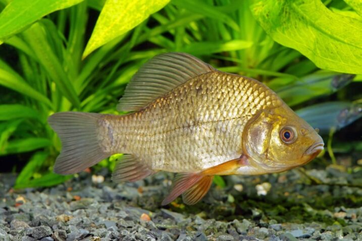 Le spine nel pesce sono un problema? Arriva "in vitrio" il primo pesce senza spine