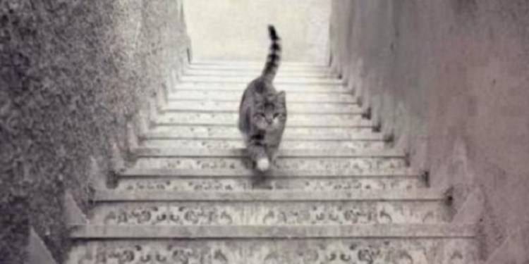 Test visivo difficilissimo: il gatto sta salendo o scendendo le scale?