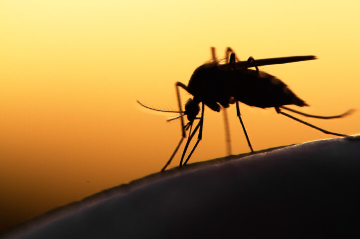 Il rosso attira le zanzare? Il perché ce lo spiega la scienza