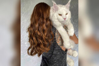 Il gatto star di instagram: si chiama kefir ed è grosso come una lince!