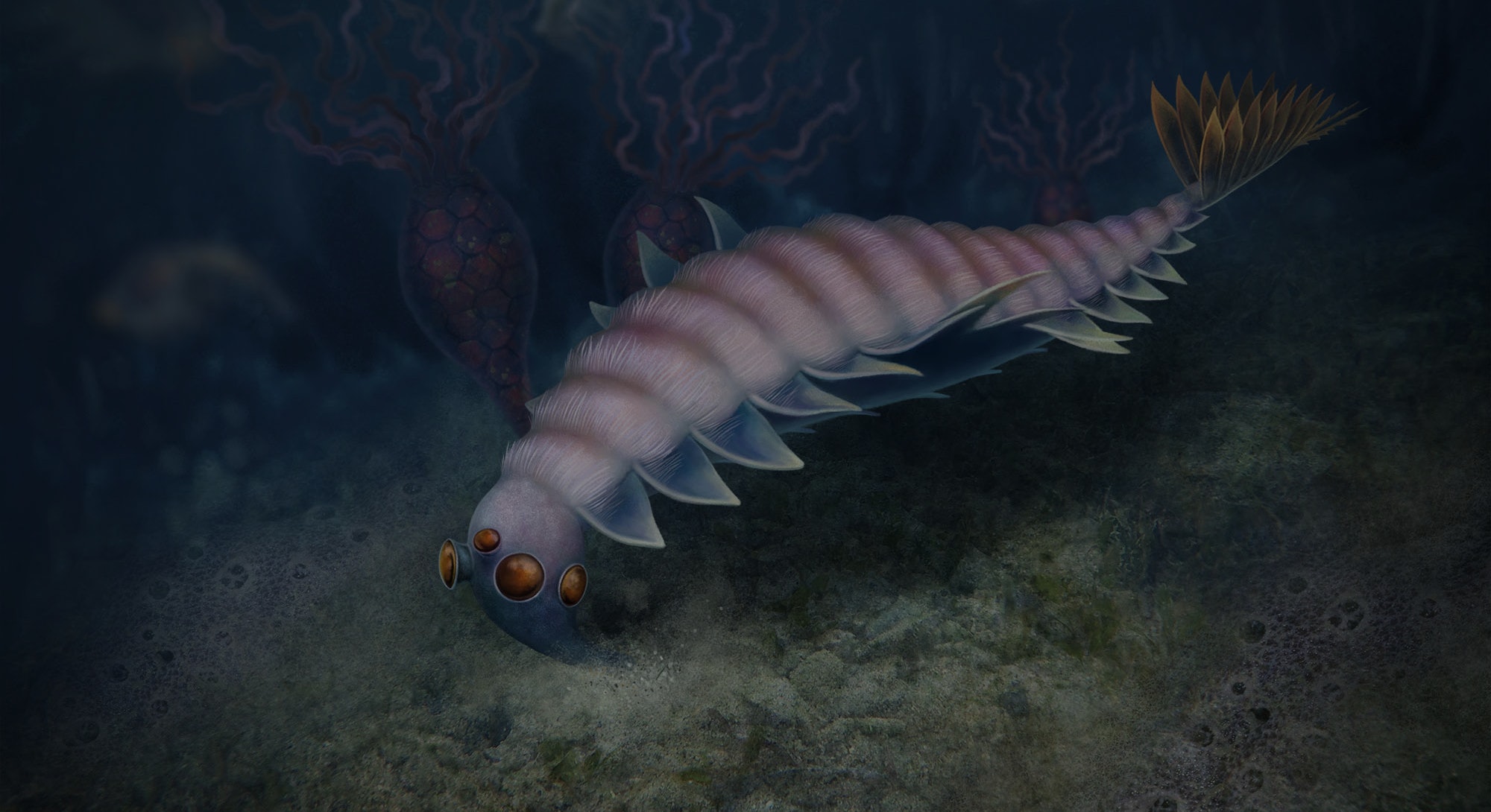Pazzesca scoperta: specie marina con cinque occhi ed una vistosa proboscide