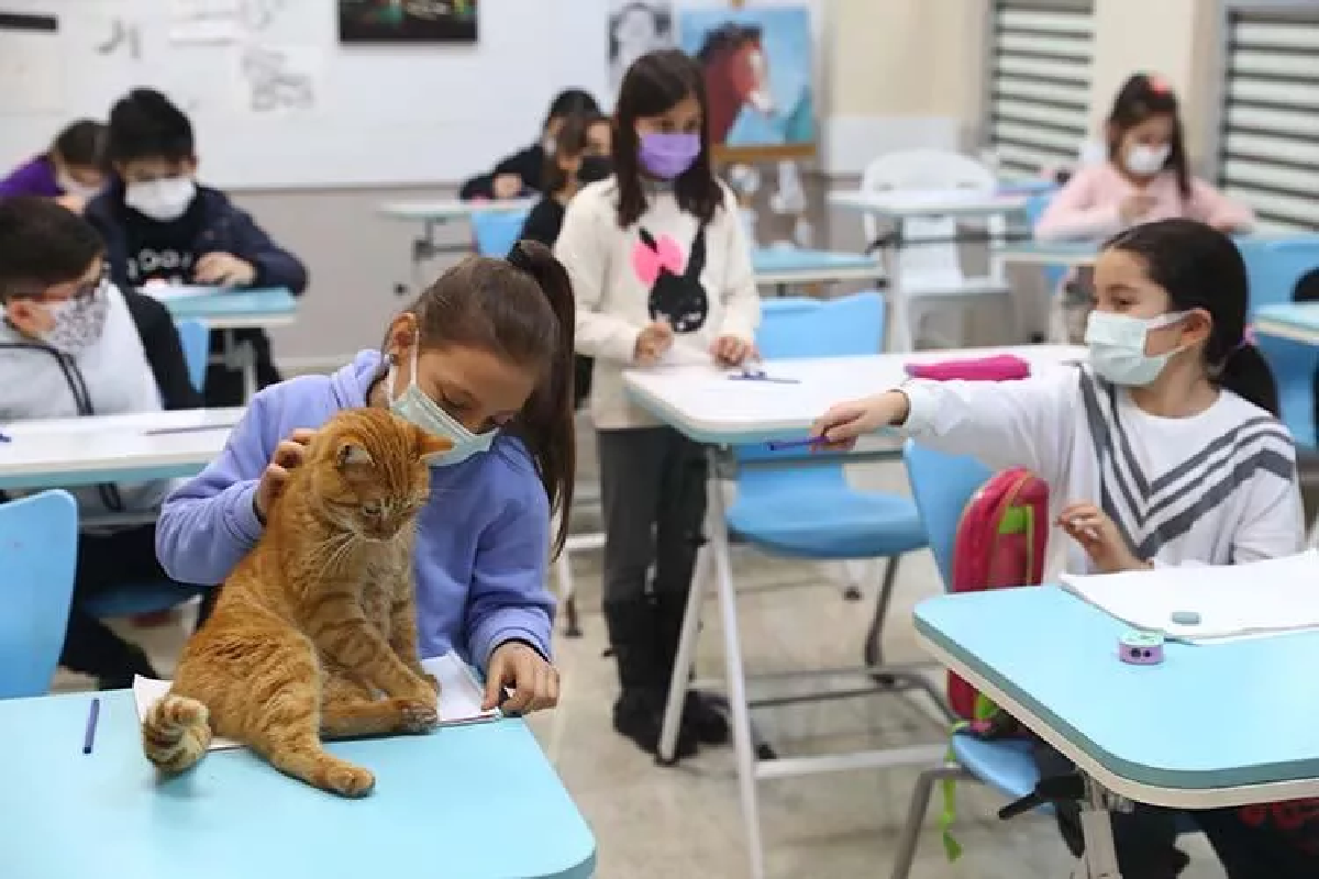 L'incredibile favola di Timo: gattino salvato dalla morsa del freddo e diventato mascotte dei bimbi a scuola