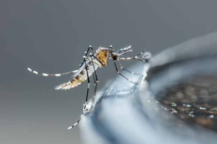 Miliardi di zanzare geneticamente modificate verranno rilasciate a fini scientifici