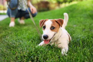 "Bisogni degli animali domestici rischio ecologico". L'avviso degli scienziati