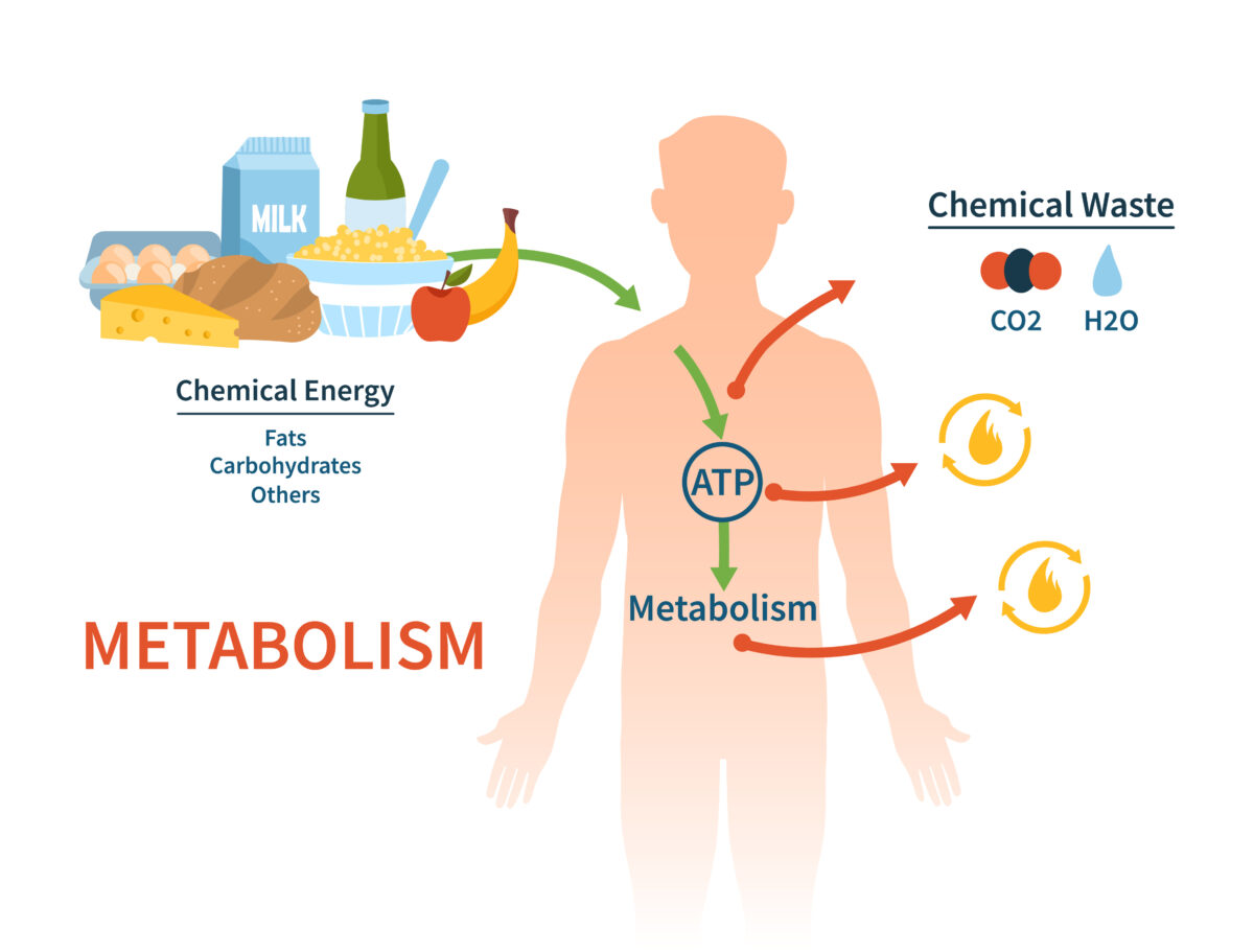 Metabolismo: perché cala drasticamente dopo i 60 anni. Consigli per affrontarlo al meglio