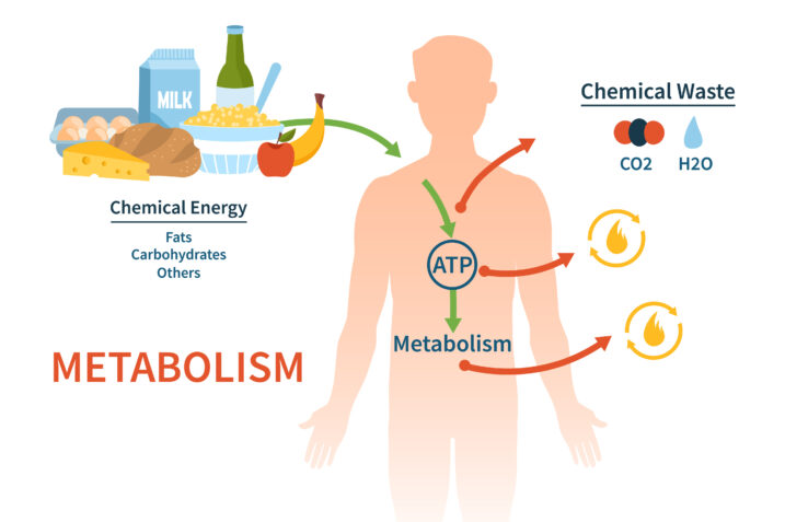 Metabolismo: perché cala drasticamente dopo i 60 anni. Consigli per affrontarlo al meglio