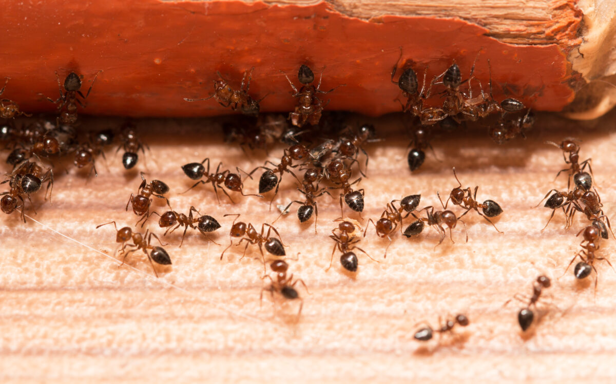 Trucco economico per allontanare le formiche: scopriamolo insieme