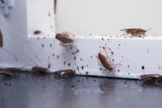 Scarafaggi e blattoidei vi danno noie? Provate questi trucchi naturali
