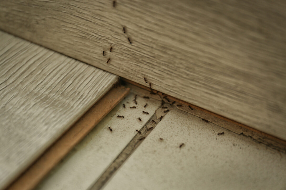 Caccia le formiche in un attimo! Senza pesticidi e con rimedi naturali