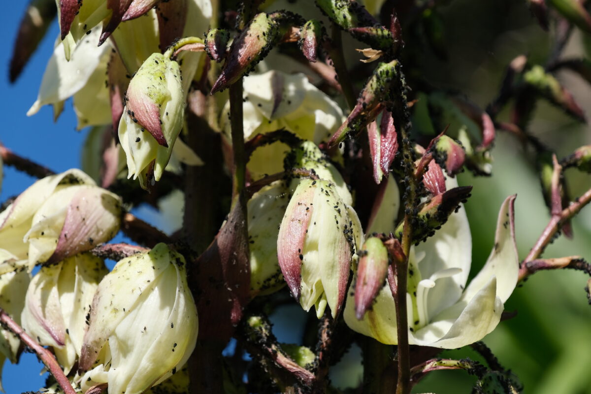 Prova questo insetticida naturale per contrastare i parassiti dei tuoi fiori