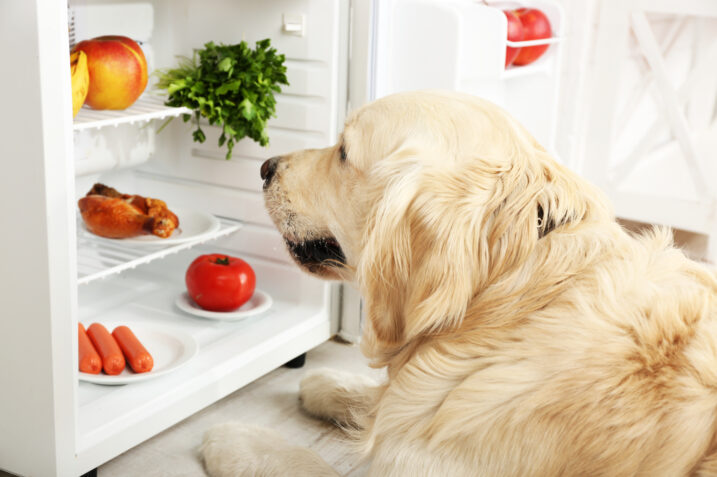 Sapevi che dare questa frutta ai cani può far loro male?