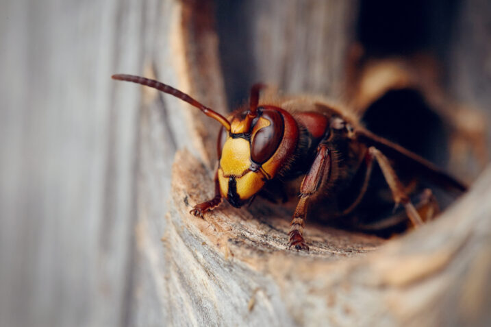 Come allontanare api, vespe, insetti e calabroni da casa con rimedi naturali