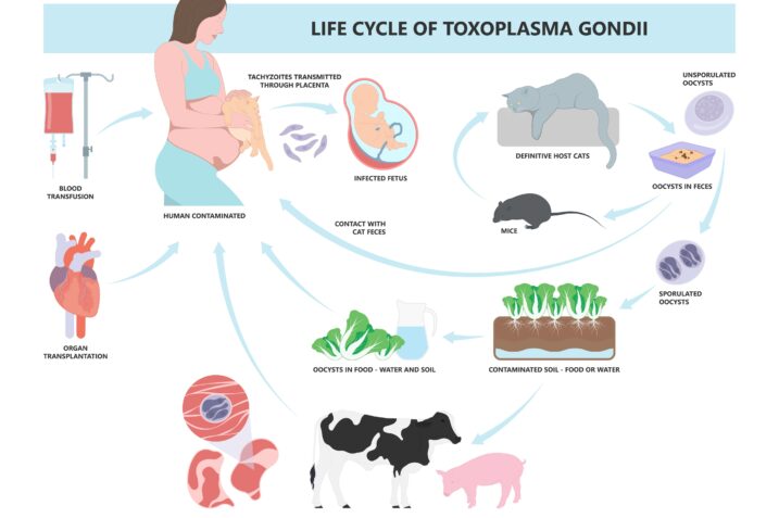 Toxoplasmosi: cause, rischi per la salute e come prevenire l’infezione
