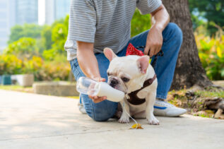 Via al Bonus animali domestici: come ottenerlo e come presentare la richiesta